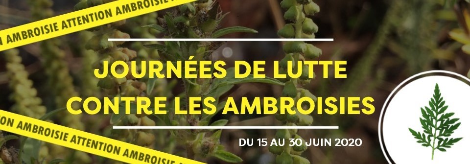 Photo de Journées de lutte contre les ambroisies 2020